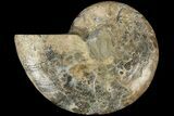 Cut & Polished Ammonite Fossil (Half) - Madagascar #184121-1
